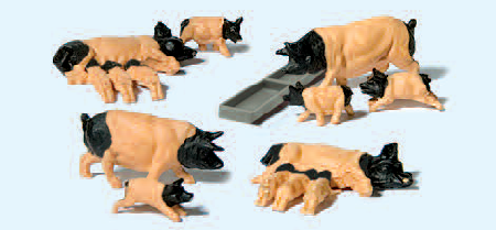 Schwäbisch Hällische Schweine