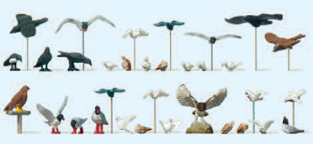 Tauben, Möwen, Krähen und Raubvögel