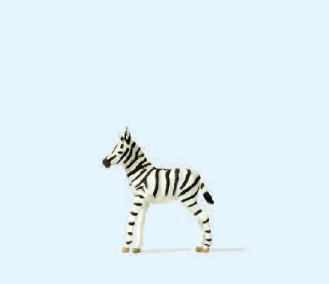 Junges Zebra