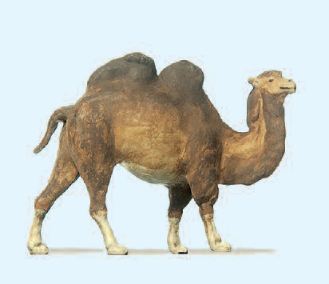 Kamel